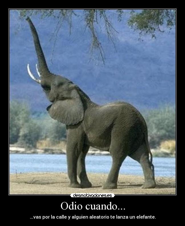 Odio cuando... - ...vas por la calle y alguien aleatorio te lanza un elefante.
