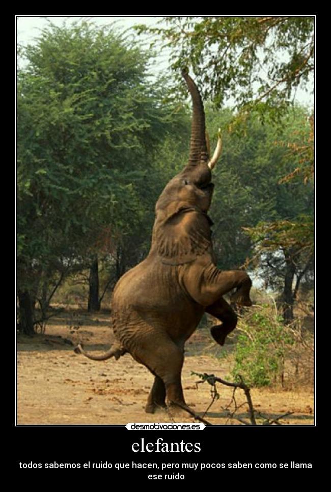 elefantes - todos sabemos el ruido que hacen, pero muy pocos saben como se llama ese ruido