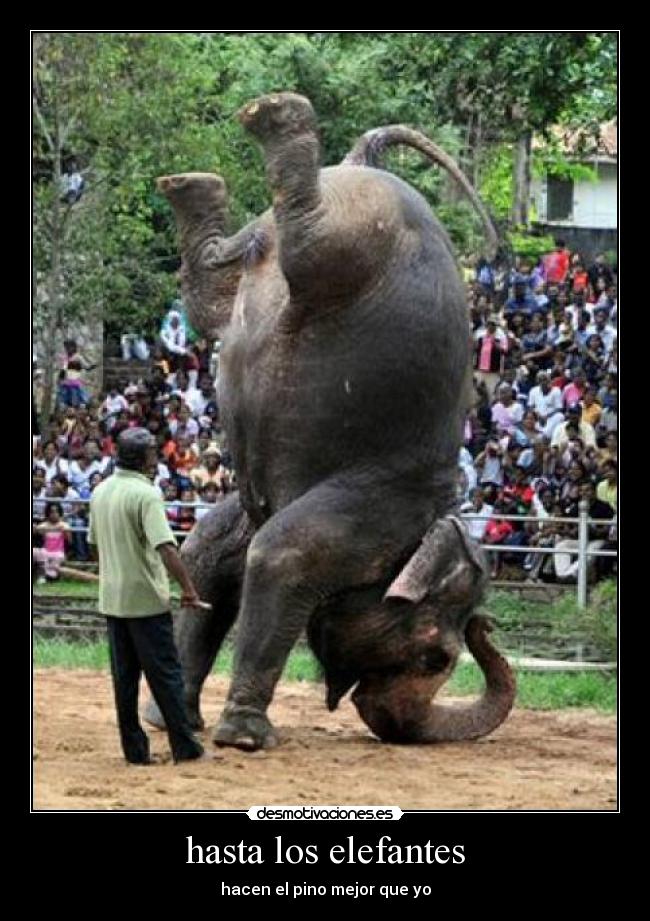 hasta los elefantes - 