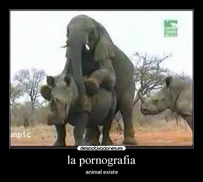 la pornografia -