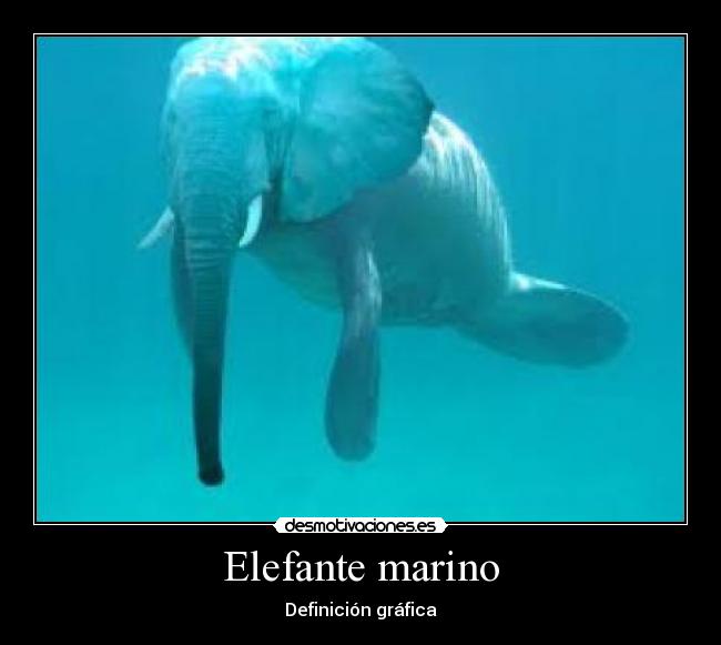 Elefante marino - 