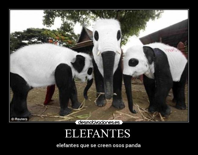 ELEFANTES  - elefantes que se creen osos panda 