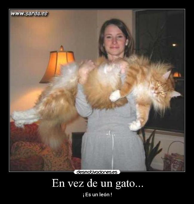 En vez de un gato... -