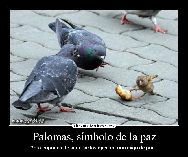 Palomas, símbolo de la paz -