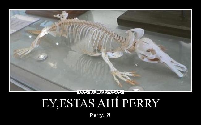 EY,ESTAS AHÍ PERRY - Perry...?!!