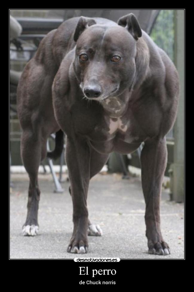 El perro - de Chuck norris