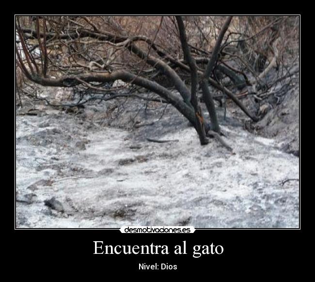 Encuentra al gato - Nivel: Dios