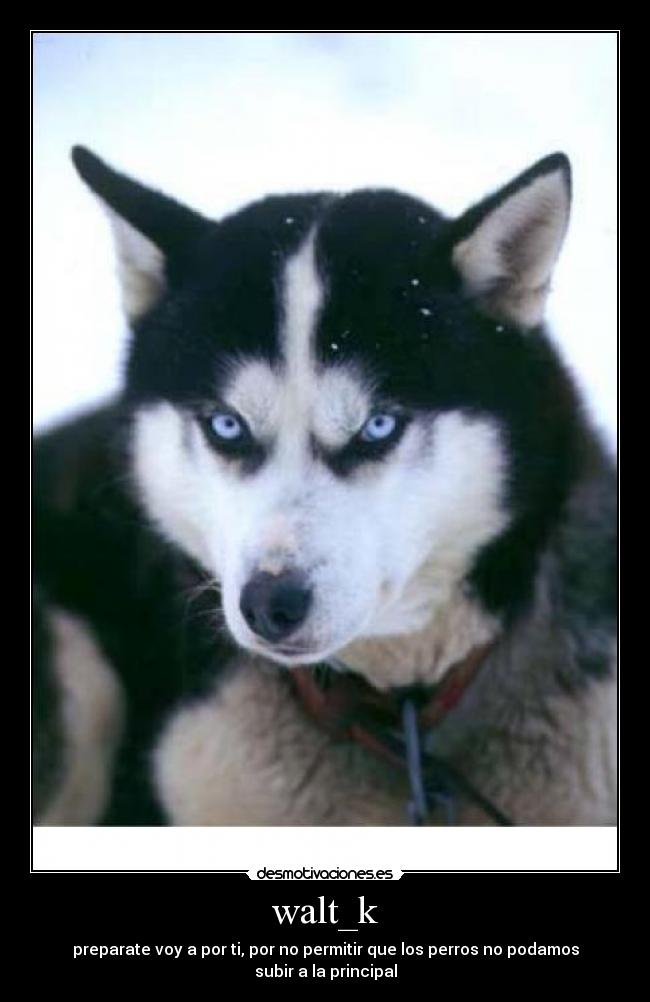 walt_k - preparate voy a por ti, por no permitir que los perros no podamos
subir a la principal