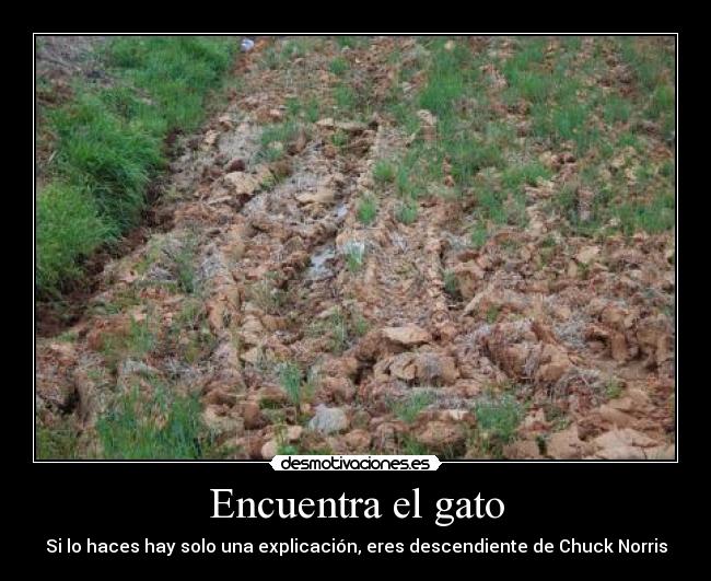 Encuentra el gato - Si lo haces hay solo una explicación, eres descendiente de Chuck Norris