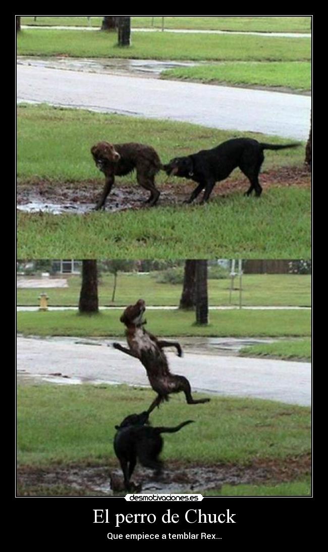 El perro de Chuck - Que empiece a temblar Rex...
