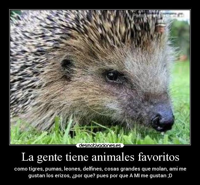 La gente tiene animales favoritos - 