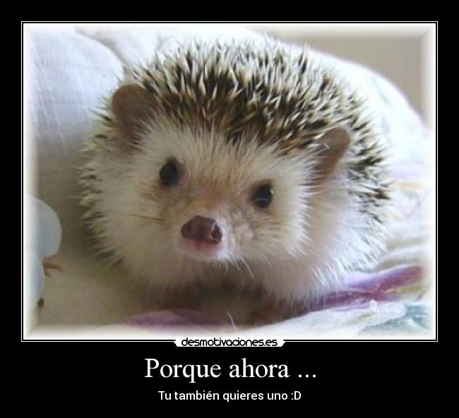 Porque ahora ... - Tu también quieres uno :D
