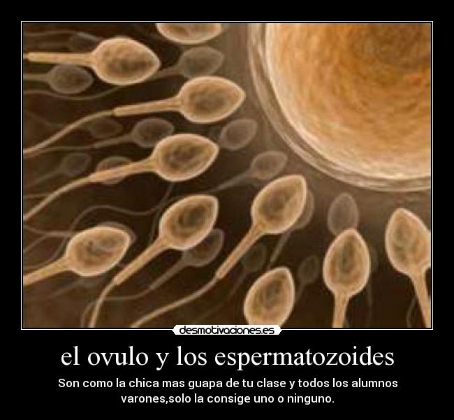 el ovulo y los espermatozoides - 