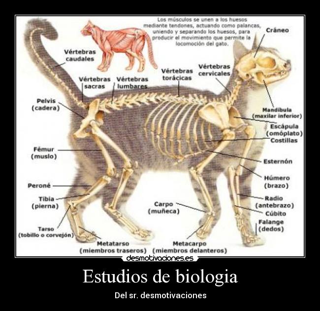 Estudios de biologia - Del sr. desmotivaciones