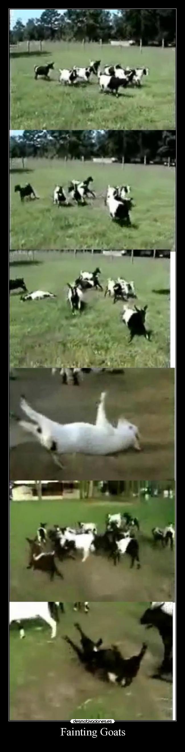 Fainting Goats - 