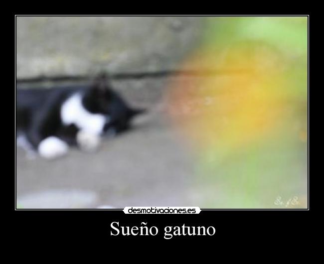 Sueño gatuno -