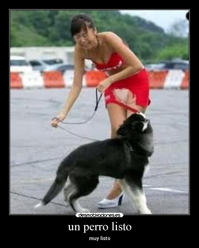 un perro listo - muy listo