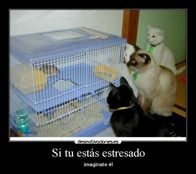 Si tu estás estresado - imagínate él