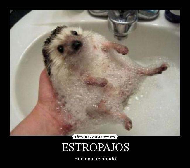 ESTROPAJOS - Han evolucionado