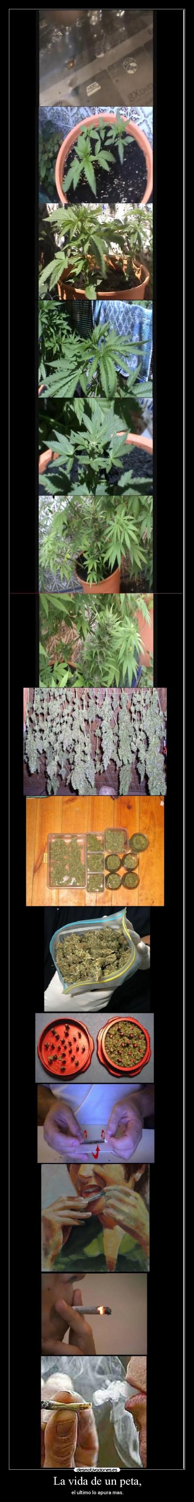 La vida de un peta, -