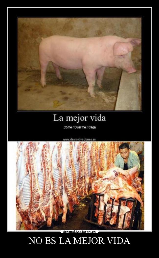 NO ES LA MEJOR VIDA - 
