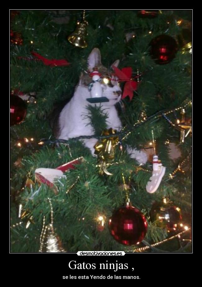 Gatos ninjas , - se les esta Yendo de las manos.