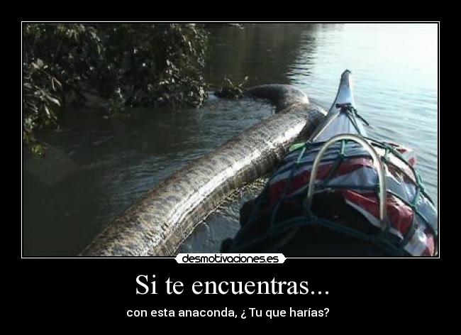 Si te encuentras... - con esta anaconda, ¿ Tu que harías?  