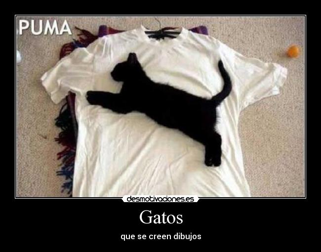 Gatos -