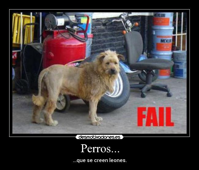 Perros... -