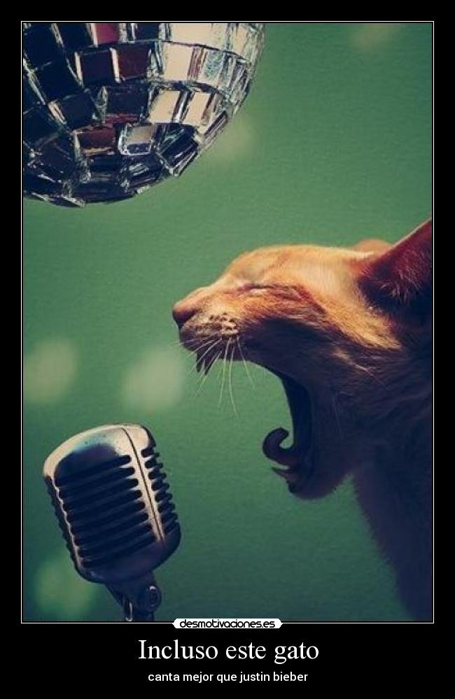 Incluso este gato - 
