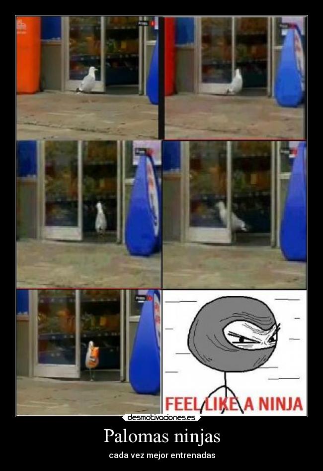Palomas ninjas - cada vez mejor entrenadas