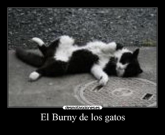 El Burny de los gatos -