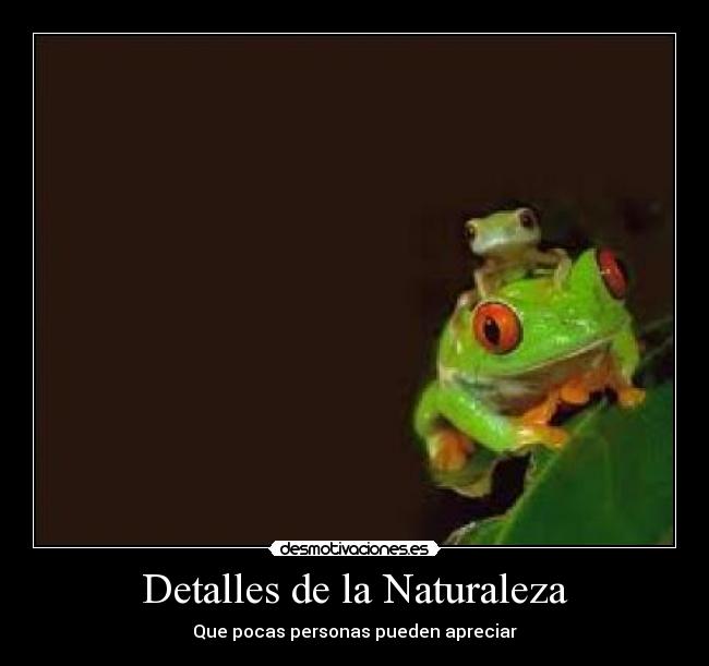 Detalles de la Naturaleza - 