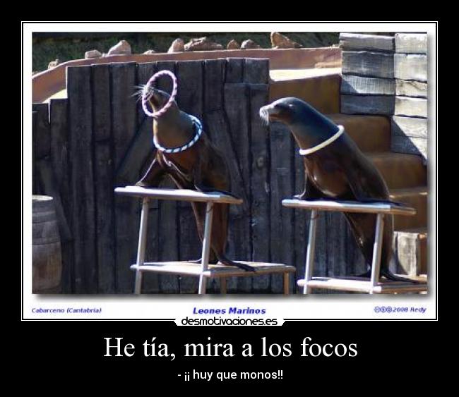 He tía, mira a los focos - - ¡¡ huy que monos!!