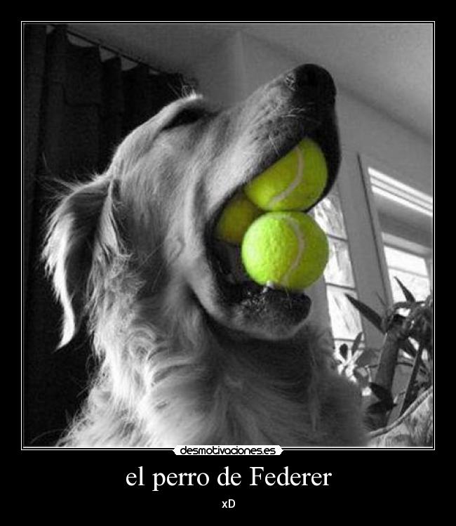 el perro de Federer - 