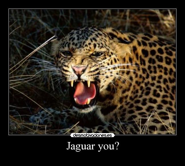 Jaguar you? -