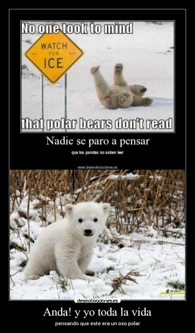 Anda! y yo toda la vida - pensando que este era un oso polar