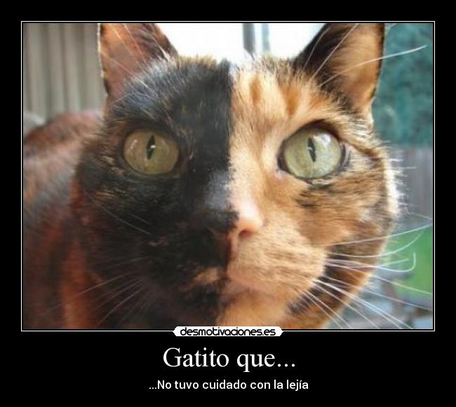 Gatito que... - 