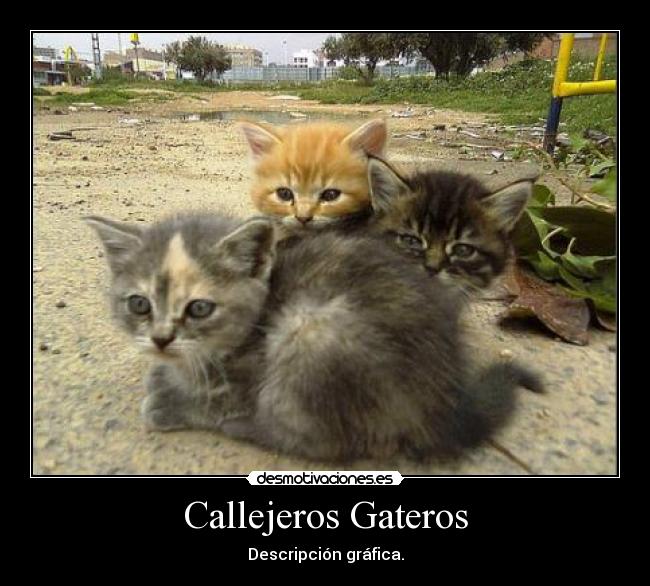 Callejeros Gateros - 