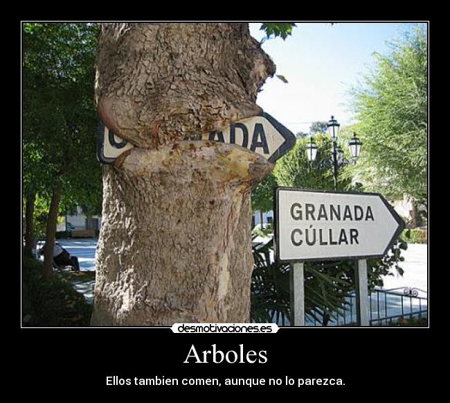 Arboles - 