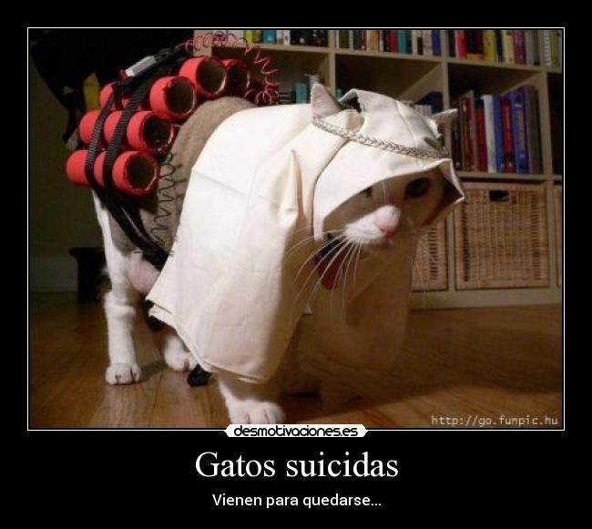 Gatos suicidas - Vienen para quedarse...