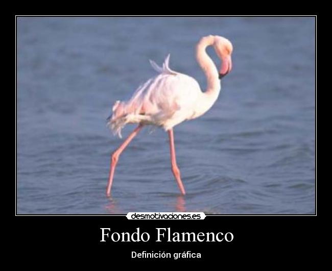 Fondo Flamenco - 