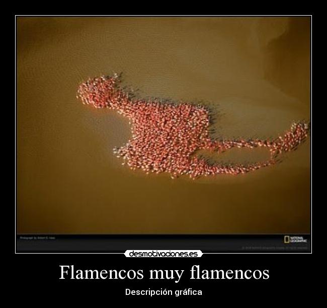 Flamencos muy flamencos - Descripción gráfica