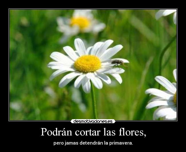 Podrán cortar las flores, - pero jamas detendrán la primavera.