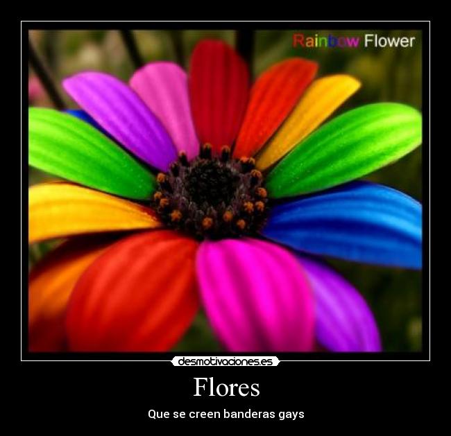 Flores - 
