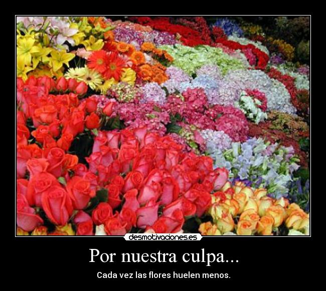 Por nuestra culpa... - Cada vez las flores huelen menos.