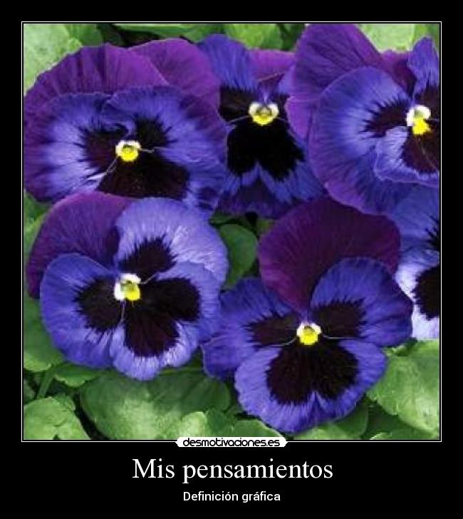 Mis pensamientos - 