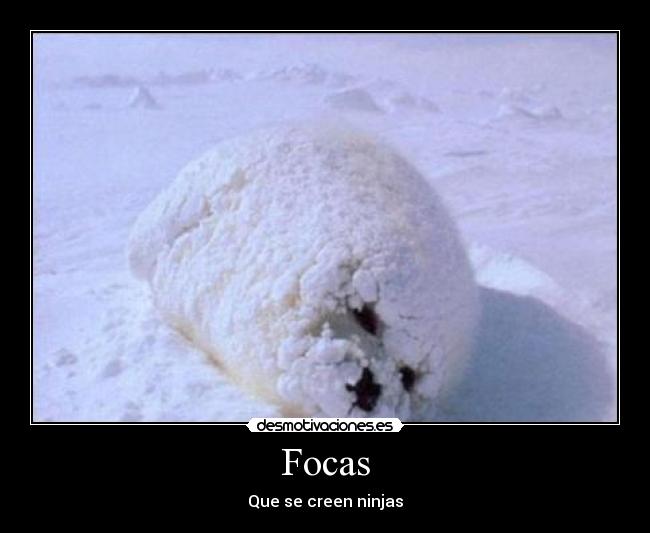 Focas - 