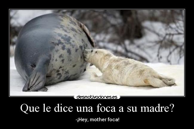 Que le dice una foca a su madre? -