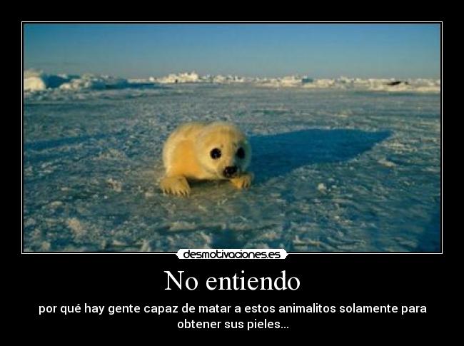 No entiendo - 